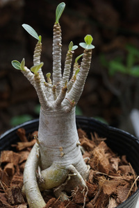 　Adenium arabicum (管理番号：ar9）アデニウム　アラビカム