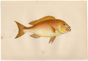 1877年 コーチ 英国の魚類史 多色石版画 タイ科 キダイ属 ヨーロッパキダイ DENTAX 博物画