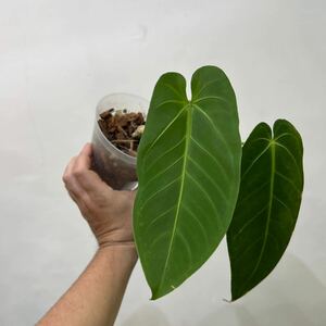 ［Pof］Anthurium warocqueanum x waterburyanum アンスリウム・ワロクアナム x ウォーターバリアナム