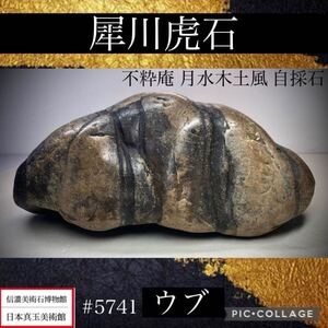 【信濃美術石博物館】水石 盆栽 犀川虎石 ウブ 横25(cm) 5.06kg 不粋庵 月水木土風 自採石 骨董盆石古美術鑑賞石観賞石太湖石 5741