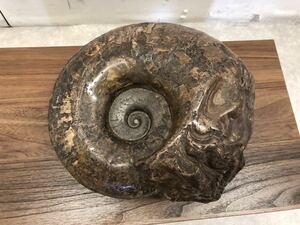 ◎大型 アンモナイト サイズ27cm×25cm×15cm 13.6kg 化石 天然 大型 北海道 三笠産？ 古代 置物 自然 歴史 資料 生物 札幌発