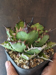 【AGAVE TITANOTA RED VENOM】レッドヴェノム　アガベ　チタノタ　子株