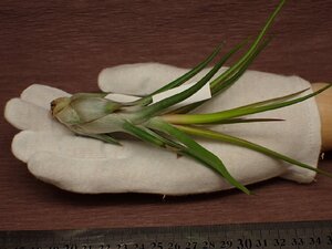 Tillandsia ionantha v.vanhyningii x T.bulbosa 