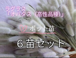 ネコポス！ラグラスオバタス（高性品種）4cmポット6個セット ドライフラワー等に