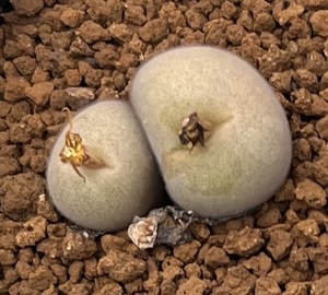 コノフィツム　Conophytum depressum ssp.perdurans