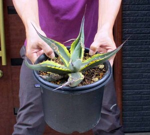 【現品】アガベ・スカブラ錦　7号　Agave scabra アガベ・スカブラ　斑入り　ｂ８番