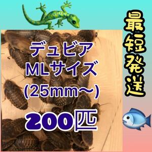 ☆ML20☆送料無料☆デュビアMLサイズ200匹☆死着保証10%☆