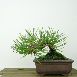 盆栽 松 黒松 樹高 約11cm くろまつ Pinus thunbergii クロマツ マツ科 常緑針葉樹 観賞用 小品 現品