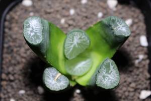 万象　雪あかり　Haworthia　ハオルチア