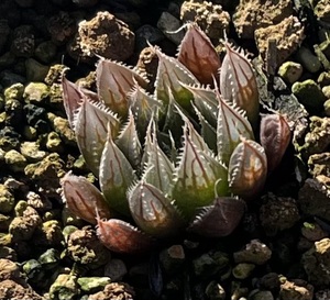 ハオルチア　Haworthia davidii IB6970 Payne‘s Hill