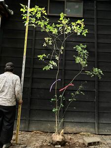 山取 アオダモ　コハウチワカエデ アズキナシ 混合株