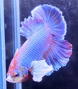 【ほっぺちゃんFARM】〈ベタ・Betta〉S-6 ビオニー・フューシャ・サラマンダー・ウルトラダンボPK (オス♂)☆SALE☆