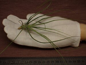 Tillandsia schiedeana Red form チランジア・シーディアナ レッドフォーム 065★エアプランツPF