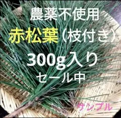 セール中♪農薬不使用✨赤松の葉300g入り　松葉　松の葉　枝付き　新芽部分