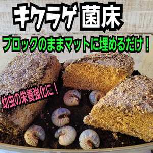 カブトムシ幼虫の栄養強化に！キクラゲ菌床【2ブロック】マットに埋めるだけで幼虫がモリモリ食べます！クワガタの産卵床にも！クヌギ100％