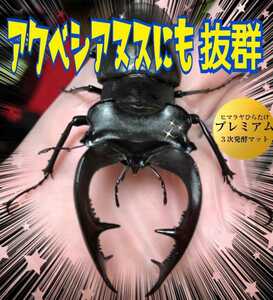 ミヤマに抜群！進化した！特選プレミアム3次発酵クワガタマット☆栄養添加剤・共生バクテリア3倍配合！アンテ・ヒラタ・ニジイロ、ノコギリ