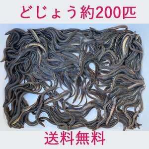 送料無料 どじょう 450ｇ 約 200匹 活餌 生き 餌 食用 中国産