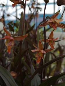 【山野草】　ラン　斑入り　カラス葉　カキラン　青森県龍飛産　１２cmＰ　３芽　１鉢