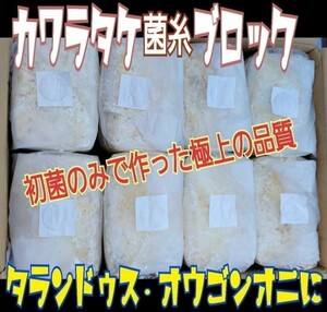 極上☆カワラ菌糸ブロック　 4000cc 　クヌギ１００％　初菌使用　 タランドゥスやオウゴンオニクワガタ・レギウスの大型化に　産卵床にも