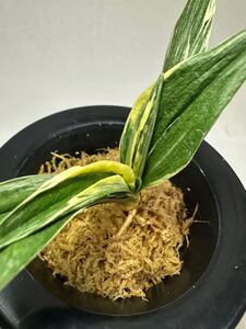 万年青　天児　古典園芸　多肉植物