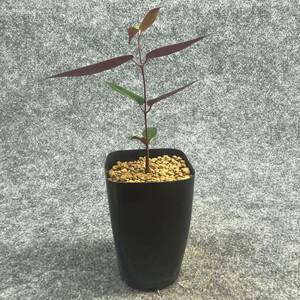 【鉢ごと発送】ペトペンチア ナタレンシス / Petopentia natalensis /【実生】/ 2号鉢 / 【現品】24-7-23-10