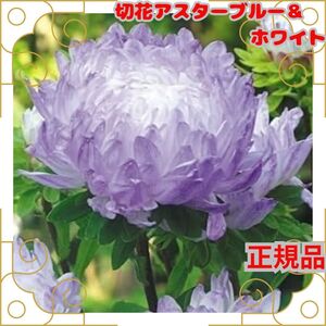 種 アスター ブルー＆ホワイト 10粒 即決 ボタン咲 正規品 切り花 花壇 プランター 鉢 花 たね タネ 種子 簡単 豪華 春まき 秋まき 牡丹