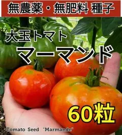 トマトの種 (60粒) マーマンド 無農薬 / 無肥料 / 除草剤不使用