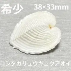 希少　美品　フィリピン産　コシダカリュウキュウアオイ