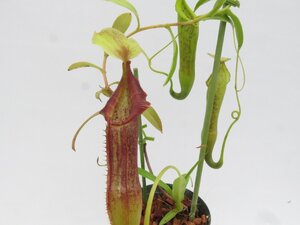 N.singalana BE-3170 3号【現品限り】ネペンテス 食虫植物_16867