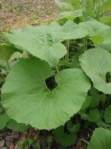 山野草　完全無農薬　フキ 　《20個》　ふき 　蕗　抜き苗　山野草 　美味　宮崎県