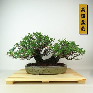 盆栽 ピラカンサ 樹高 約23cm 高級盆栽 Pyracantha 実物 オレンジ バラ科 常緑樹 観賞用 現品