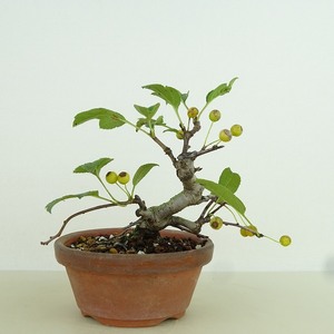 盆栽 酸実 樹高 約9cm ずみ Malus toringo ズミ 実物 黄 バラ科 落葉樹 観賞用 小品 現品