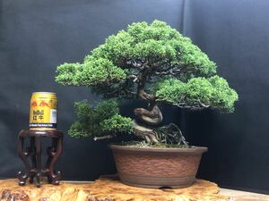 [夢のある盆栽]真柏/模様木/シンパク/松/BONSAI