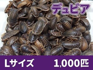 【送料無料】 デュビア Lサイズ 2.0～3.0cm 1000匹 紙袋配送 アルゼンチンモリゴキブリ 肉食熱帯魚 爬虫類 両生類 [2814:broad]