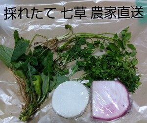  1セット 福岡県産 春の七草 七草粥 七草粥セット 農家直送 農薬不使用