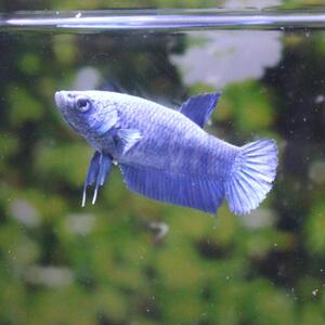 ベタ　プラカット　メス　ブルー　05F0925-003　高知熱帯魚サービス　熱帯魚　生体