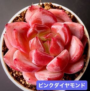 新入荷★韓国苗★ピンクダイヤモンド★レア種★可愛い紅葉大苗★超美苗★多肉植物★エケベリア