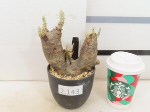 2143 「塊根植物」パキポディウム エニグマティクム 植え【発根・Pachypodium enigmaticum・多肉植物】