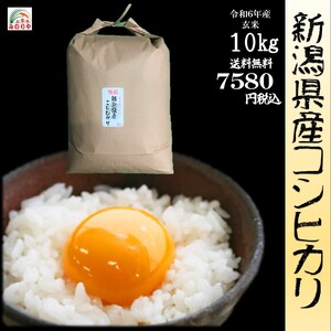 令和6年産 新潟県産コシヒカリ10kg うまい米 米専門 みのりや（玄米）ポイント消化 送料無料