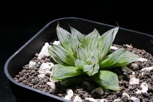 白ミュータント　Haworthia　ハオルチア