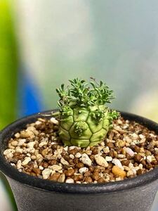 「ユーフォルビア デセプタ 実生」 Euphorbia decepta タコモノ 塊根 