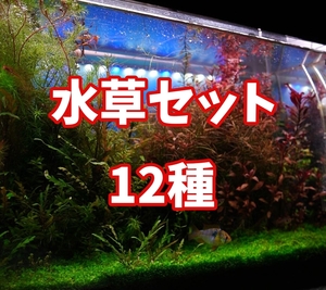 No.307 水草セット12種 「水中葉10種+水上葉2種」 無農薬 オーストラリアンクローバー ハイグロフィラピンナティフィダUK 他