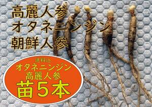 オタネニンジン・高麗人参・朝鮮ニンジン・信州人参2年生球根苗5本