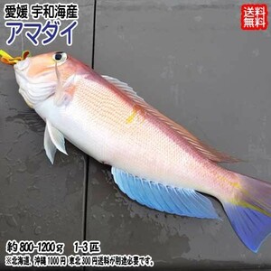 甘鯛 アマダイ 1~3匹で800~1200g 刺身 煮魚 焼魚 干物 浜から直送 送料無料 北海道・沖縄・東北は別途送料 宇和海の幸問屋