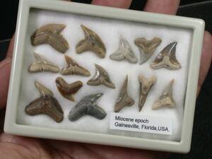 サメの歯　セット　フロリダ産