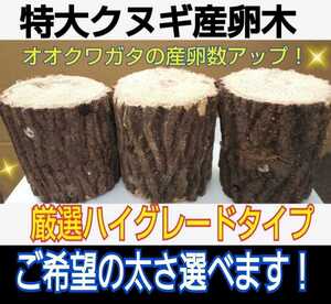 貴重なクヌギ産卵木【3本】太さ8～14㎝の中から選べます！　長さ13㎝カット☆硬めを好むオオクワガタ向き！　埋め込みマットも同梱できます