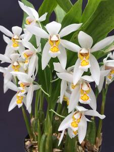 洋蘭 原種 セロジネ属 Coelogyne nitida ネパール産春咲き可憐花 香り最高 5リード来春開花予定良株 特価 速達第四種郵便送料846円