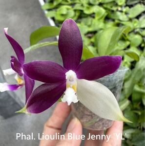 (^。 ^)(417) Phal. Lioulin Blue Jenny 