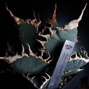 Agave titanota BAKEMONO 悪魔くん バケモノ スーパーチタノタ スパチタ アガベ チタノタ オテロイ シチリア産 Agave oteroi 子株