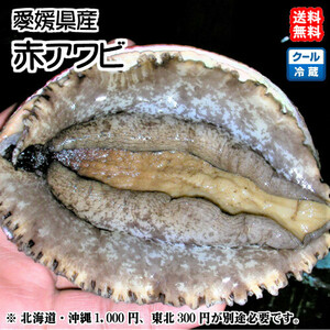 赤アワビ（2~5個で400~500g） 愛媛 天然 海士 浜から直送 送料無料 北海道/沖縄/東北は別途送料 宇和海の幸問屋